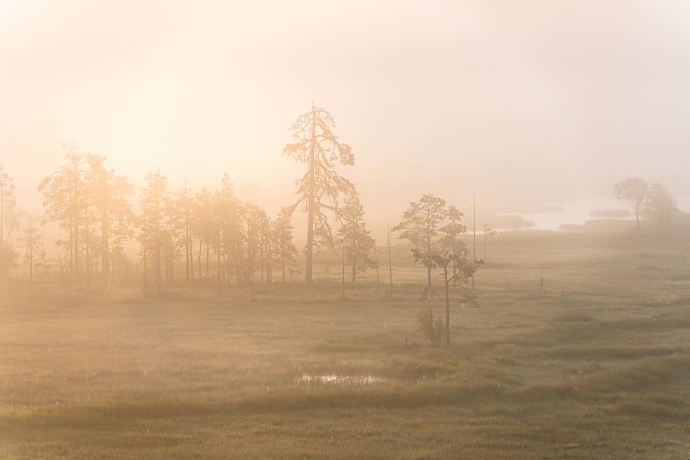 Dawn in the fog