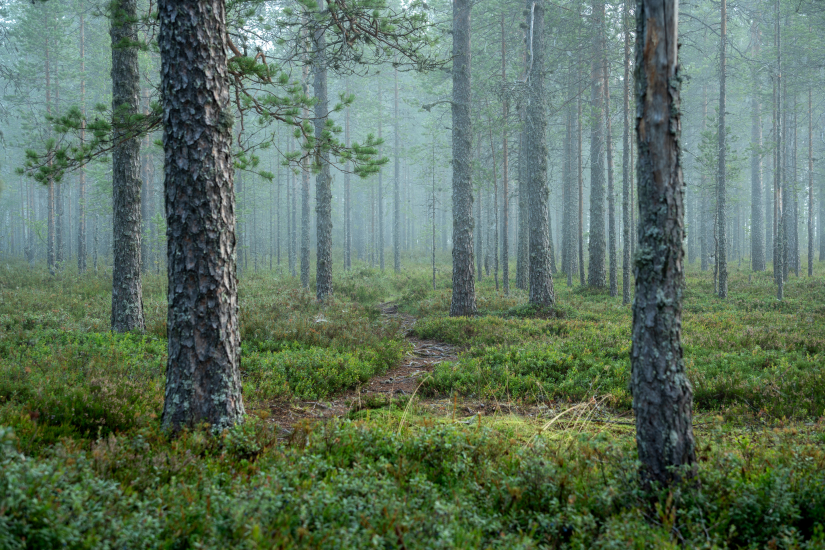 Fog in pine woods