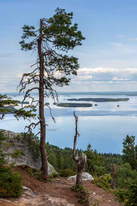 Koli