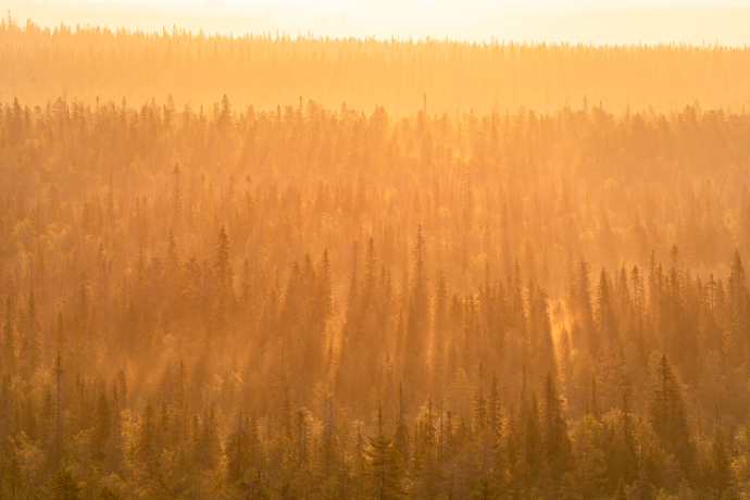 Candles of the Nordic Forest