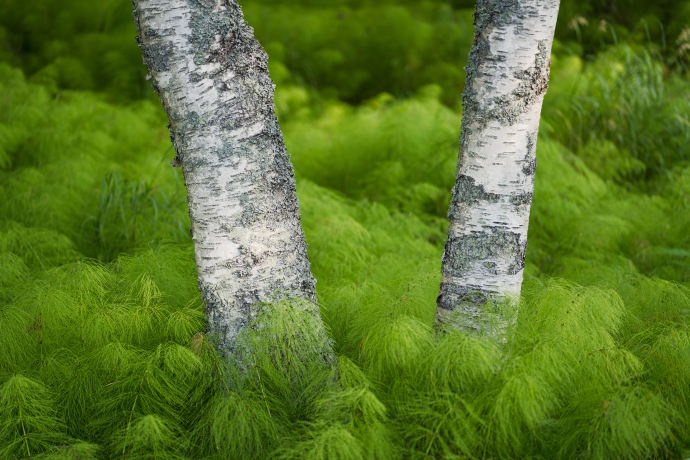 Horsetail forest