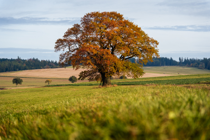 A lone tree