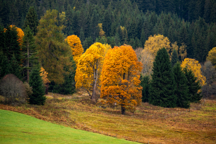 Autumn on the Plains