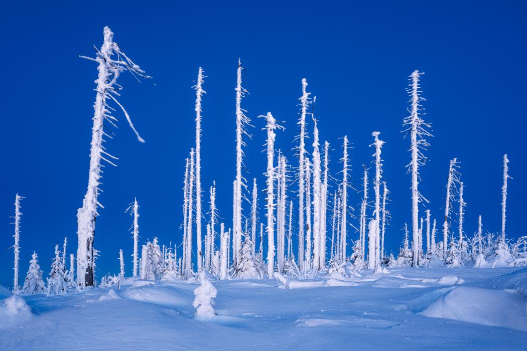 Modrá hodinka v kůrovcovém lese