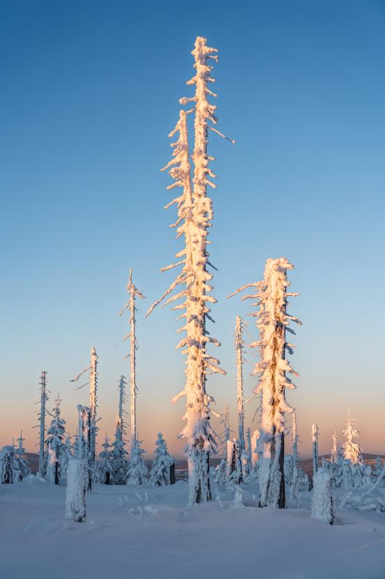 Solitér mizející Šumavy