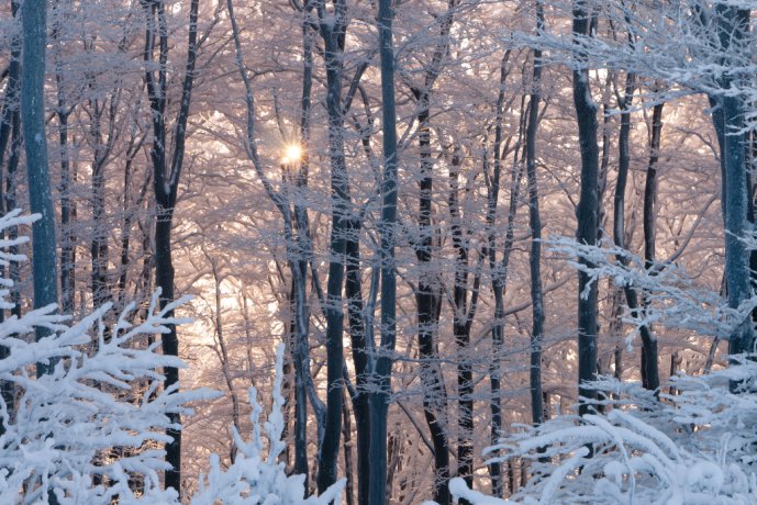 Frozen forest