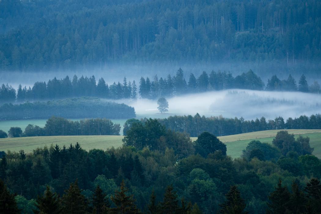 Fog on the pastures