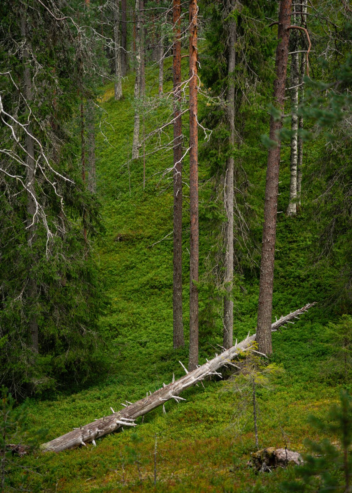 Lesy v Pyhä-Luosto.