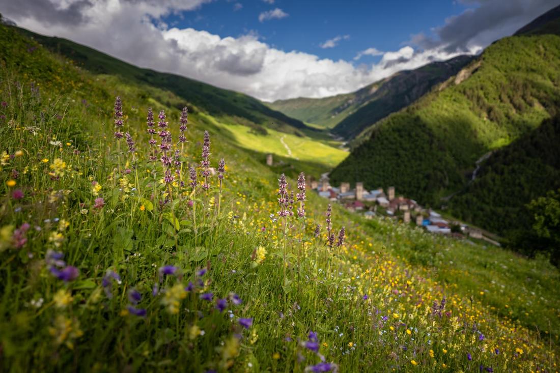 Kvetoucí louku u Adiši.