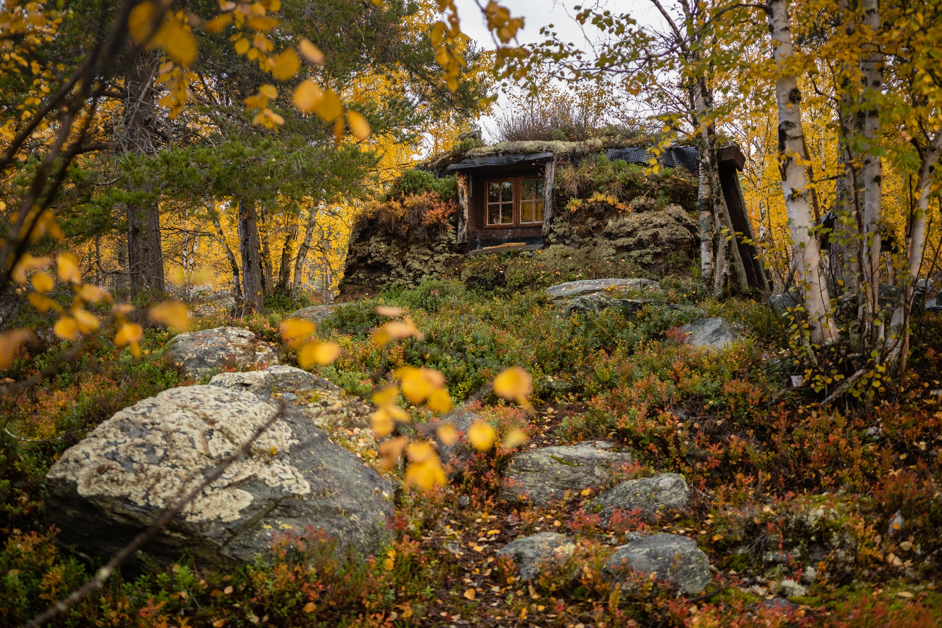 Roastkoia. A beautiful cabin hidden in the woods.