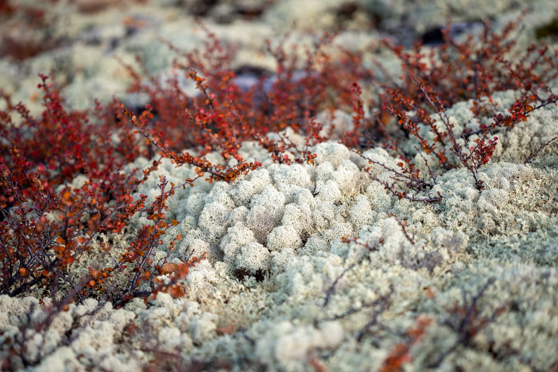 Rondan lichens.