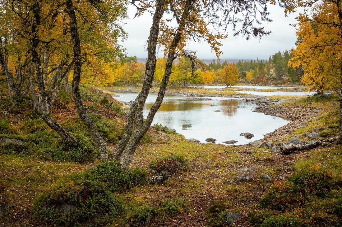 Ristjønnan.