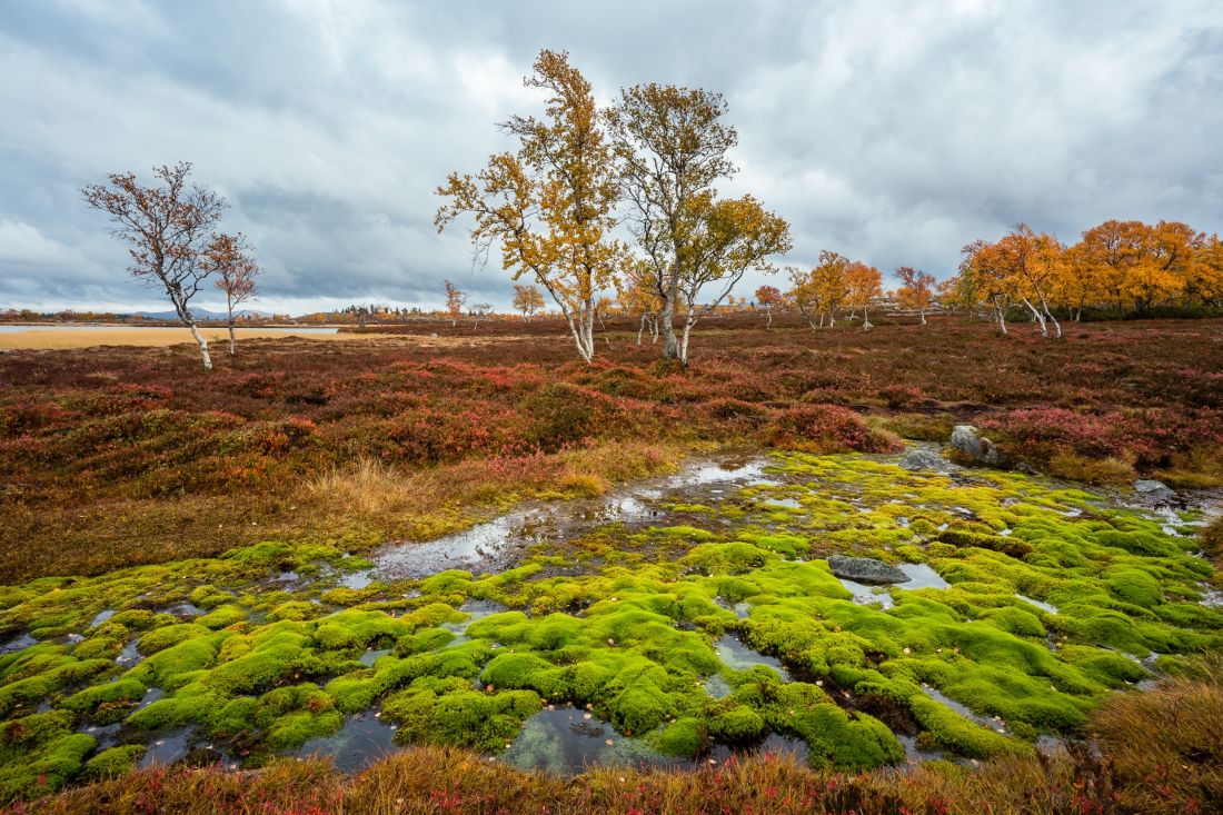 Zelená fata morgána na Røvoltjønnan.