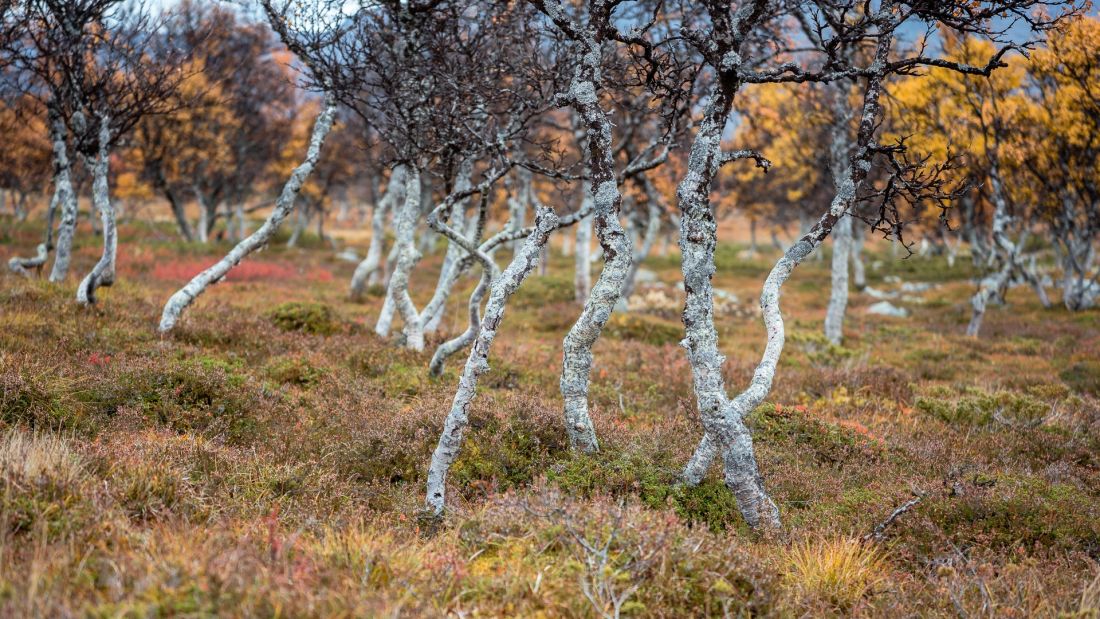 Småbekkfloan.