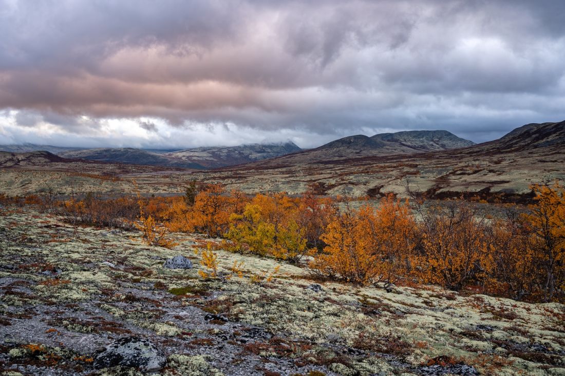 Ráno v Rondane.