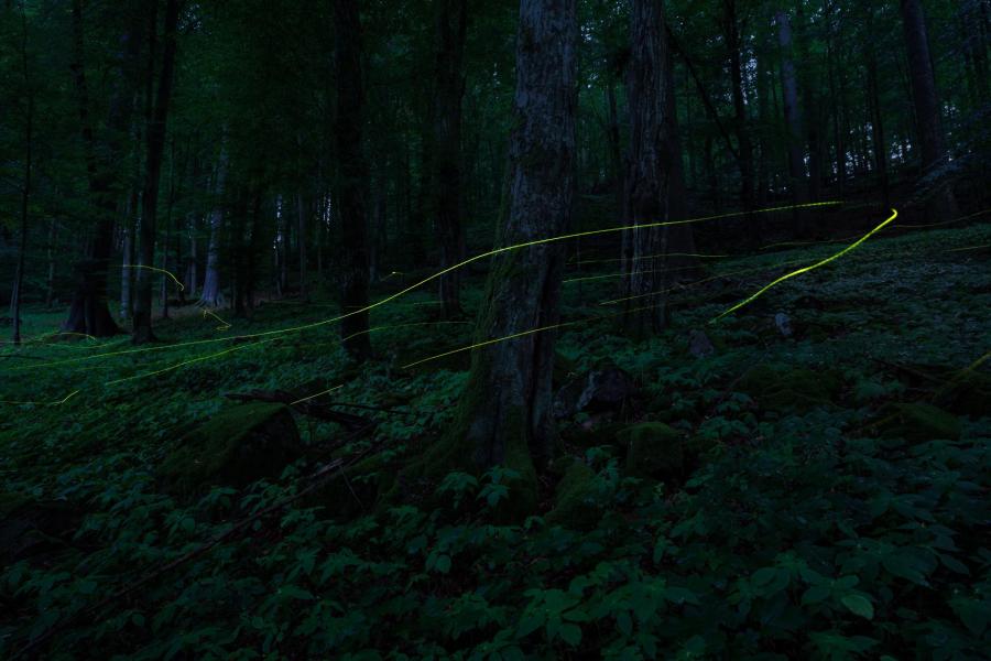 Through the summer night in search of fireflies